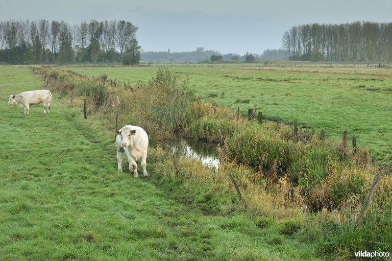 Belham in de Kalkense meersen