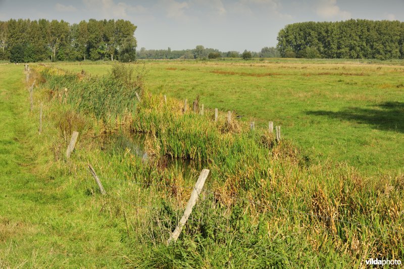 Belham in de Kalkense meersen