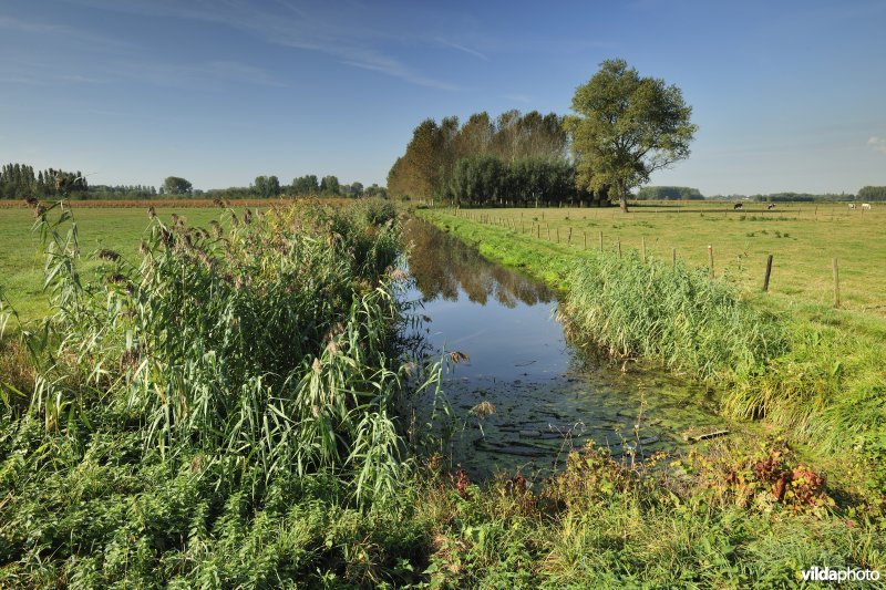 Kalkense meersen