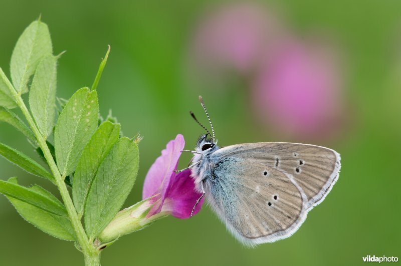 Klaverblauwtje op voederwikke