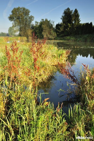 Oude Schelde