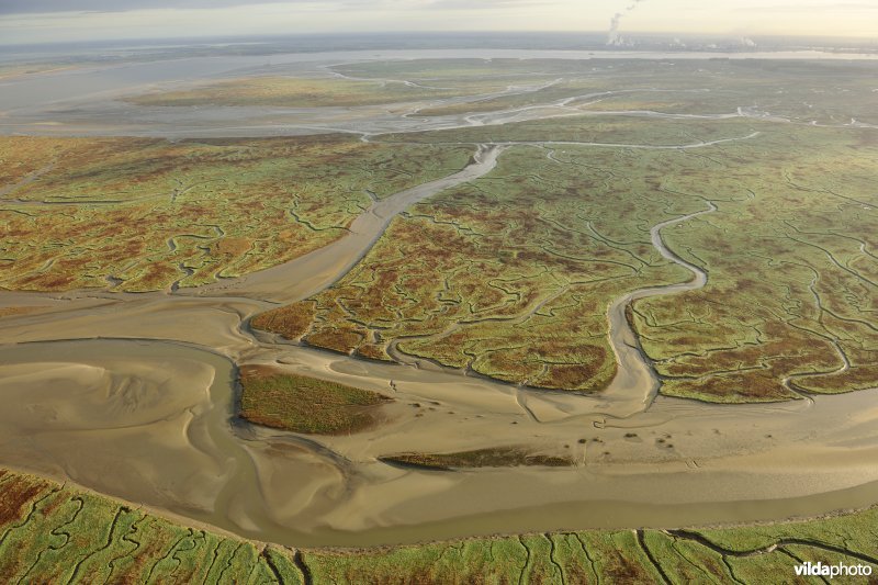 Verdronken land van Saeftinghe