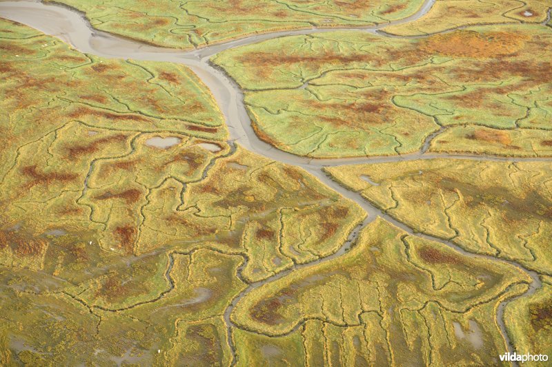 Verdronken land van Saeftinghe