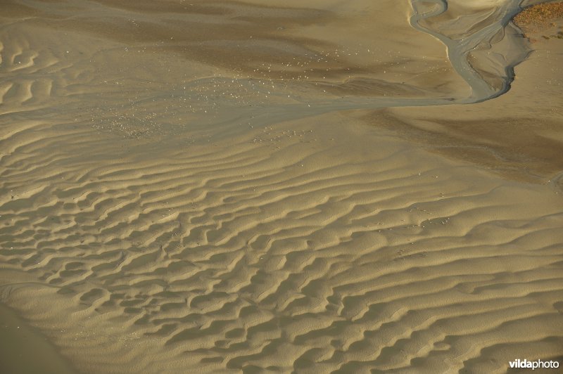 Verdronken land van Saeftinghe