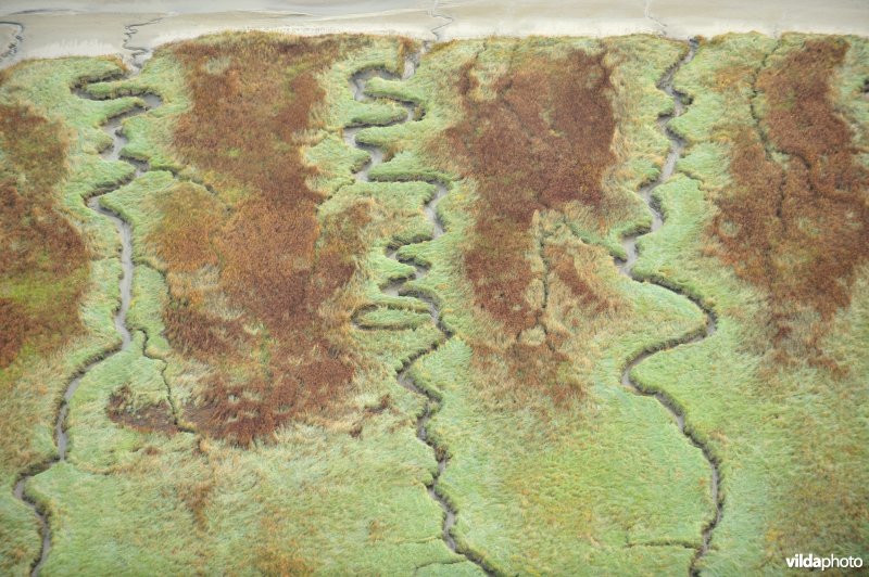 Verdronken land van Saeftinghe