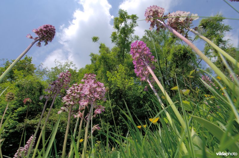 Purperorchis in kikkerperspectief