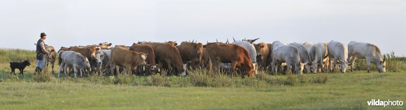 Hongaarse koetjes met herder