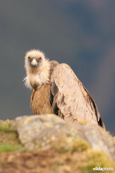 Portret van Vale Gier