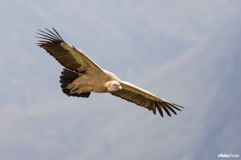 Vale gier in vlucht
