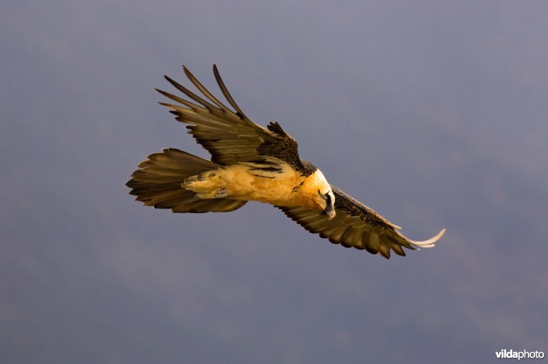 Lammergier in vlucht