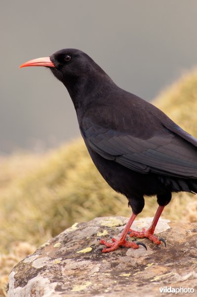 Alpenkraai