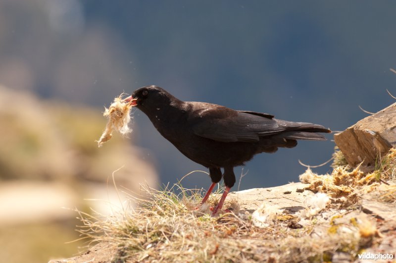 Alpenkraai