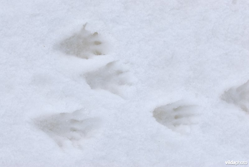 Sporen van alpenmarmot