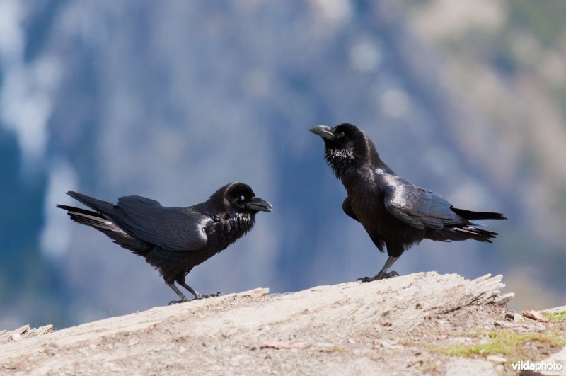 Baltsende raven