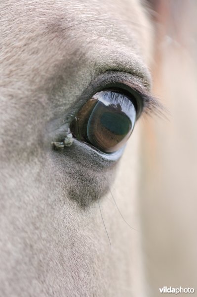 Oog van een konik