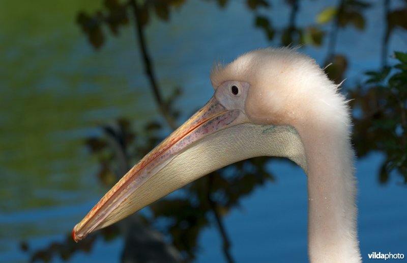 Portret van Roze pelikaan