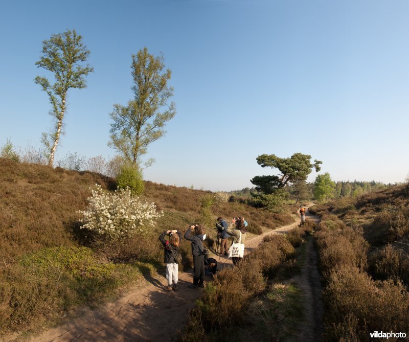 Wandelaars op de Sallandse Heuvelrug