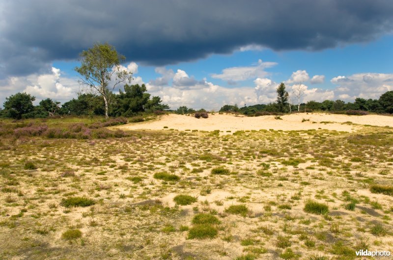 Landschap Kalmthoutse Heide