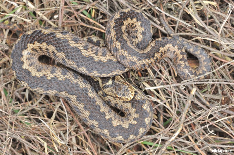 Adder