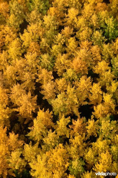 Herfstkleuren in de bossen van de Veluwezoom