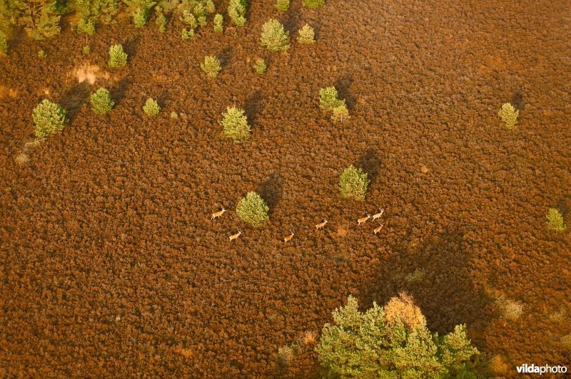 Edelherten op de heide (luchtfoto)