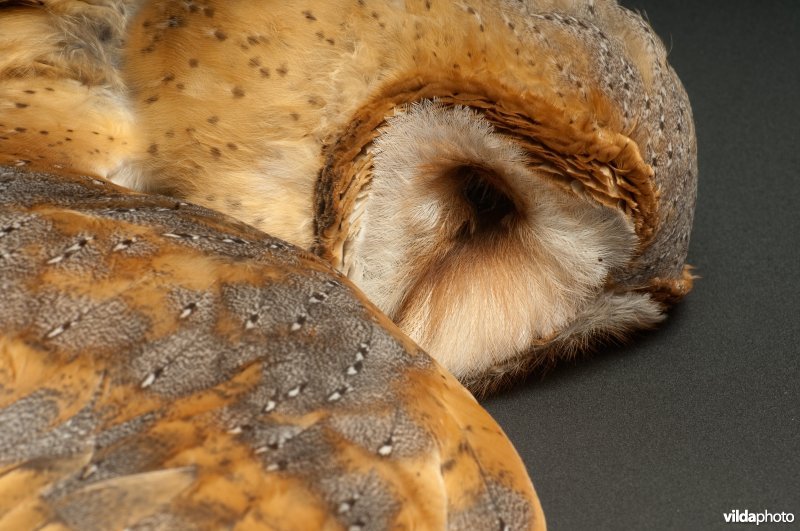 Detail van een kerkuil
