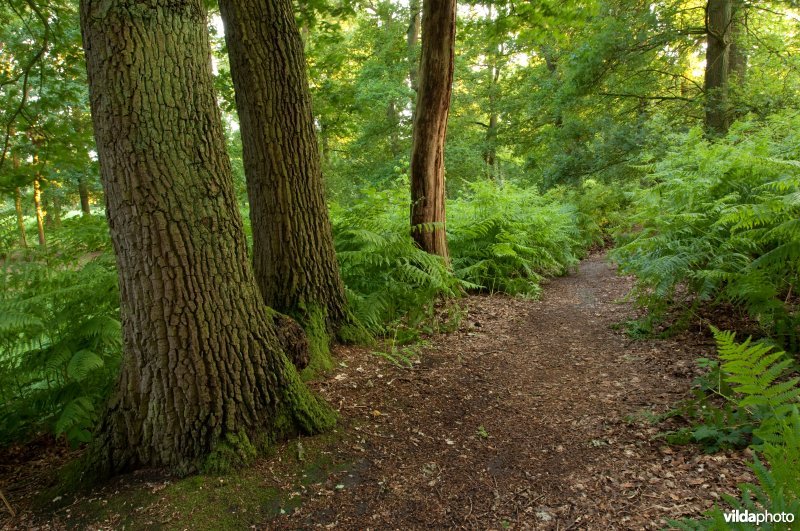 Voetpad in eikenbos