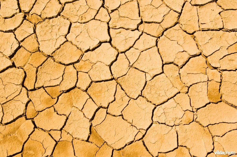 Krimpscheuren in een opgedroogde lemige rivierbedding