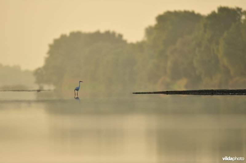 Kleine zilverreiger in de Loirevallei
