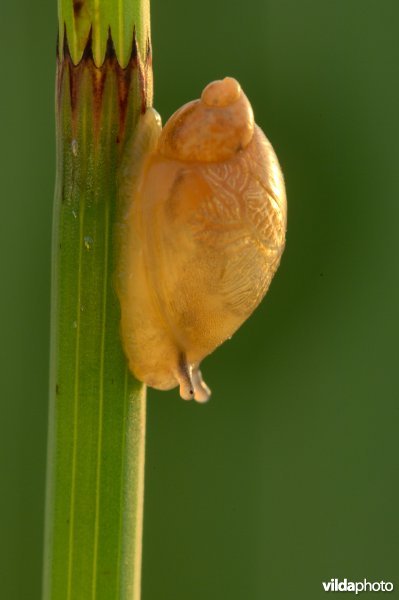 Barnsteenslak op holpijp