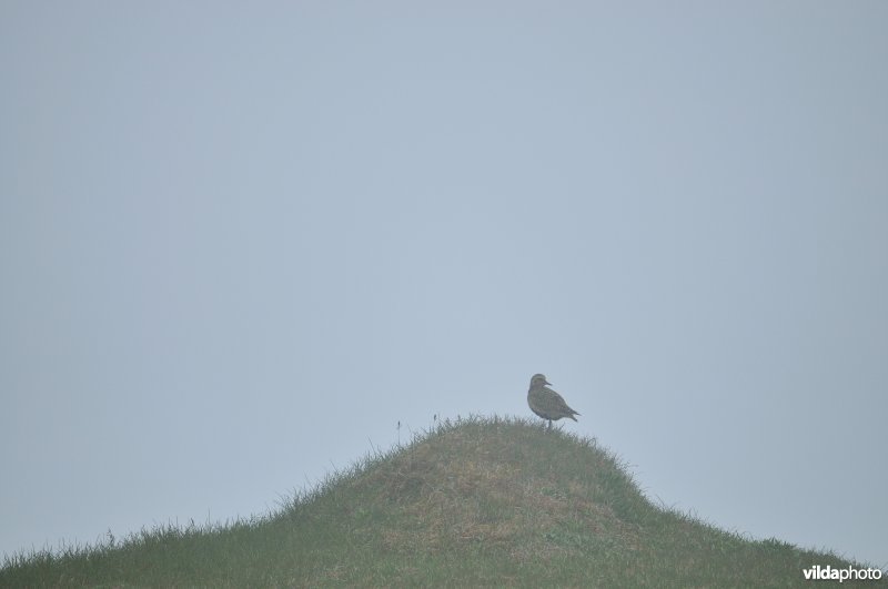 Goudplevier in de mist