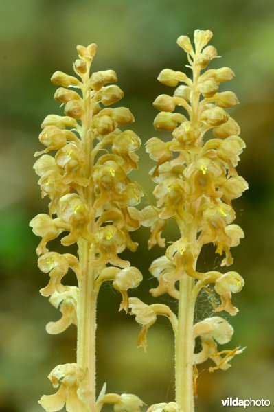 Bloemen van vogelnestje