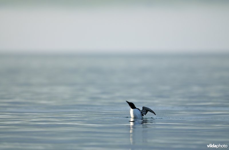 Zeekoet in IJslandse fjord