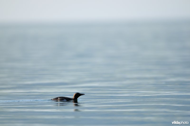 Zeekoet in IJslandse fjord