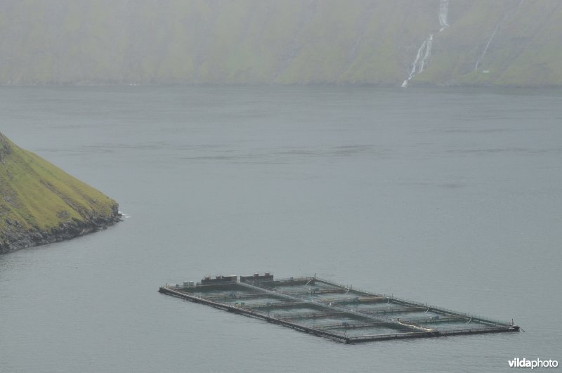 Zalmkwekerij in fjord