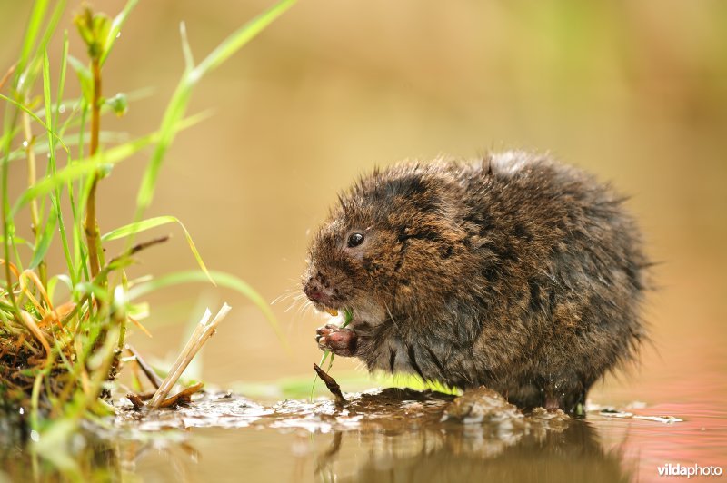Knabbelende Woelrat