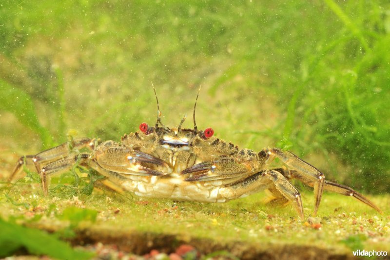 Fluwelen zwemkrab