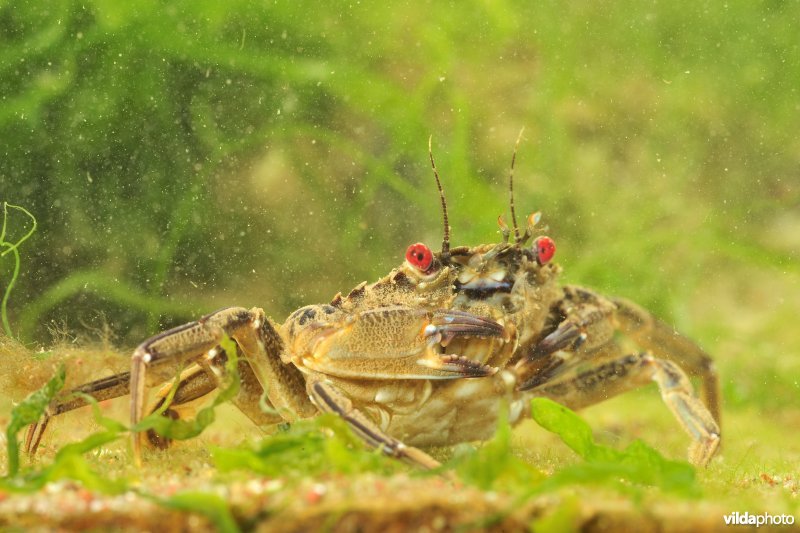 Fluwelen zwemkrab