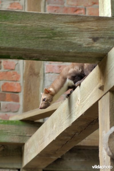 Steenmarter in schuur