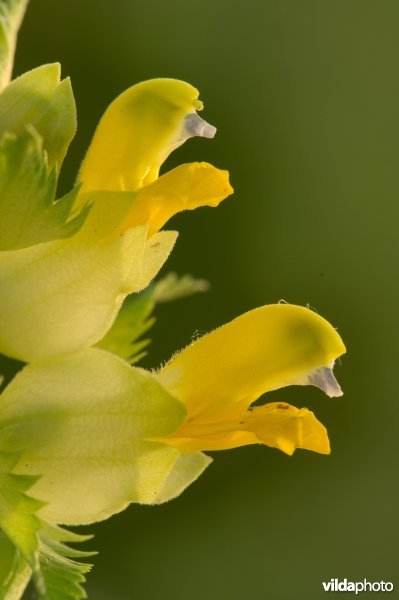Bloemen van grote ratelaar