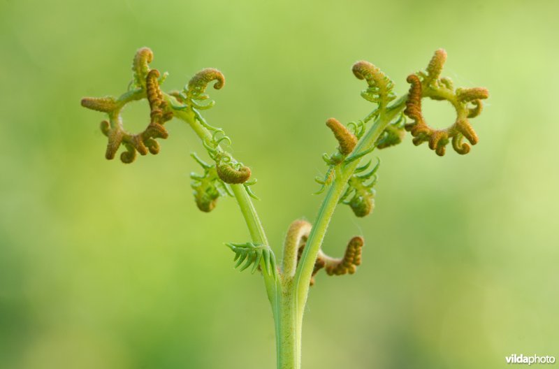 Ontluikend blad van Adelaarsvaren