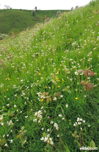 Kalkgrasland met knolsteenbreek