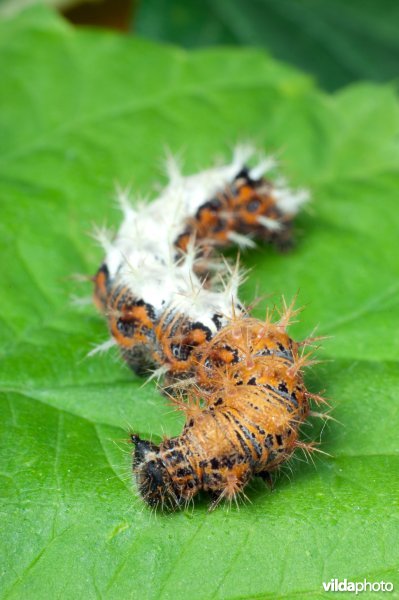 Rups van gehakkelde aurelia