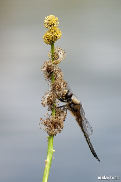 Bruine korenbout rust op grote egelskop
