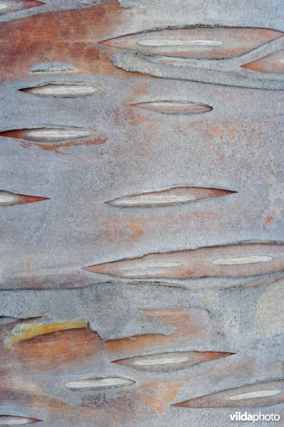 Schors van Zachte berk