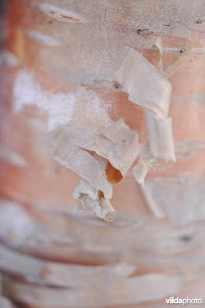 Schors van Zachte berk