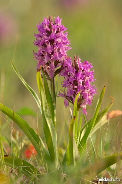 Vleeskleurige orchissen in Ter Yde