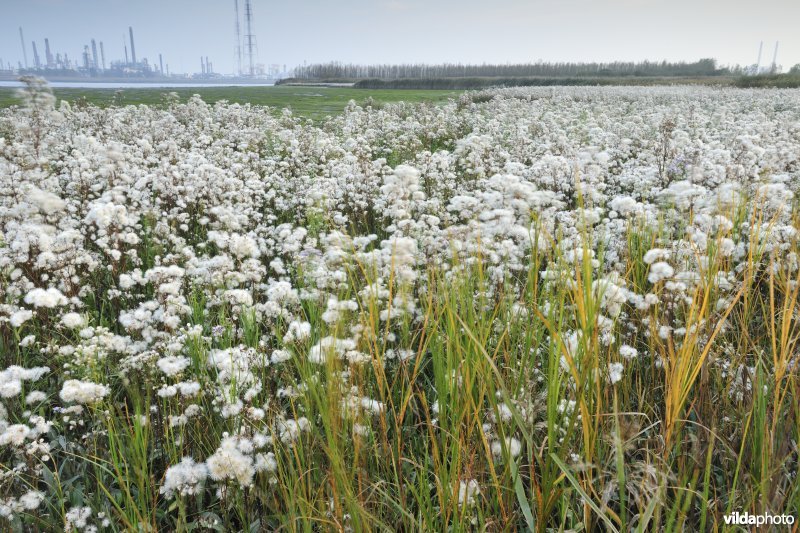 Uitgebloeide Zeeaster in Ketenisseschoor