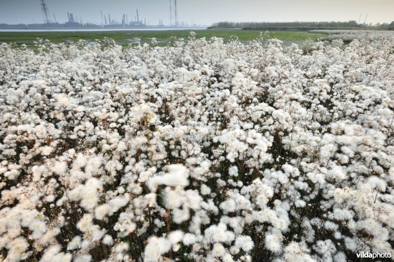 Uitgebloeide Zeeaster in Ketenisseschoor