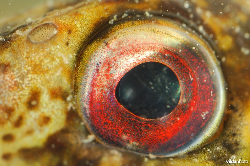 Oog van Steenslijmvis